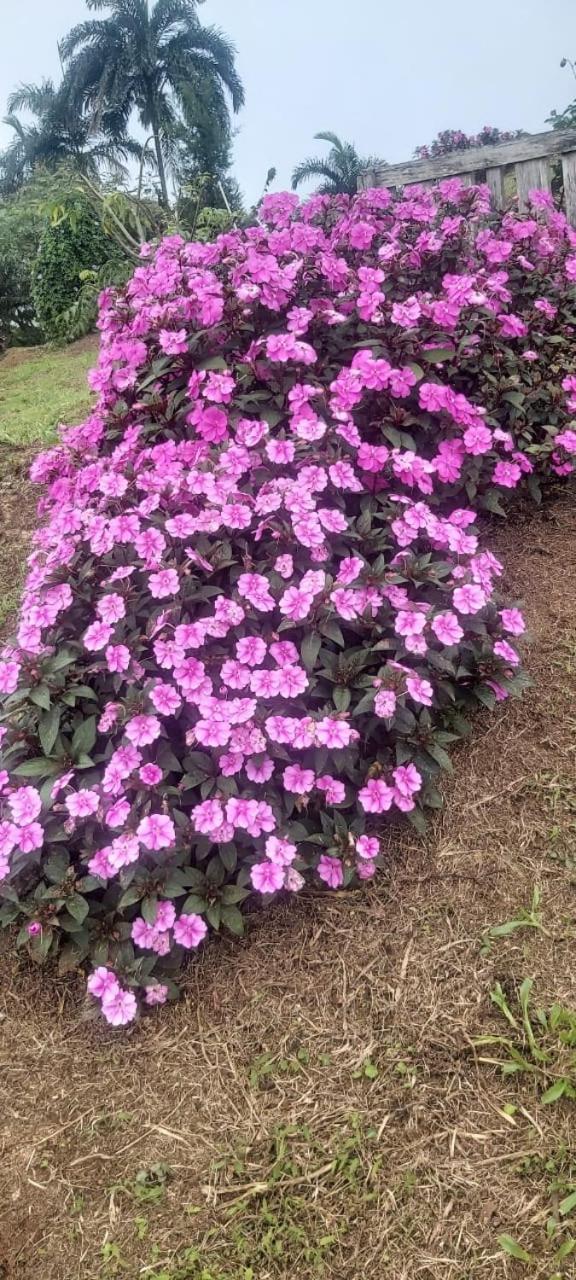 El Rincon De Las Flores Bajo Tigre Luaran gambar